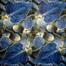 181 Plants - 3-ply - Ambiente